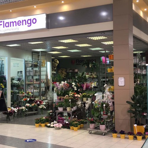 Flamengo kvety